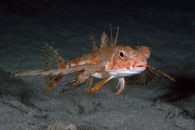 Dactylopterus volitans / pesce civetta